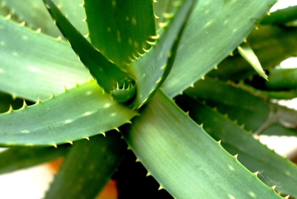 Aloe vera da bere