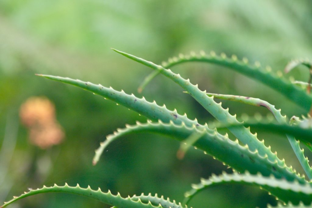 Aloe vera da bere